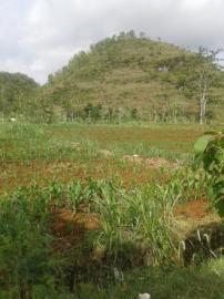 Lama Tidak Turun Hujan, Tanaman Mulai Layu