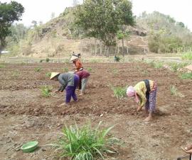 Hujan Tak Kunjung Turun, Petani Sebar Benih Padi