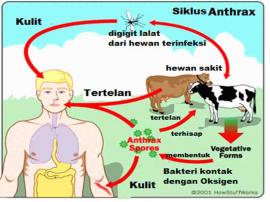 Himbauan Waspada Antraks